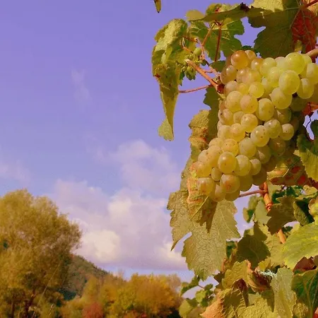 Panorama-cafe Moselgarten ゲストハウス アルフ